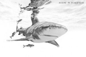 Oceanic Whitetip by Ken Kiefer 